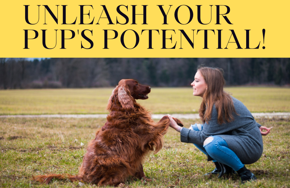Master Dog Training Like Never Before: Unleash Your Pup's Potential